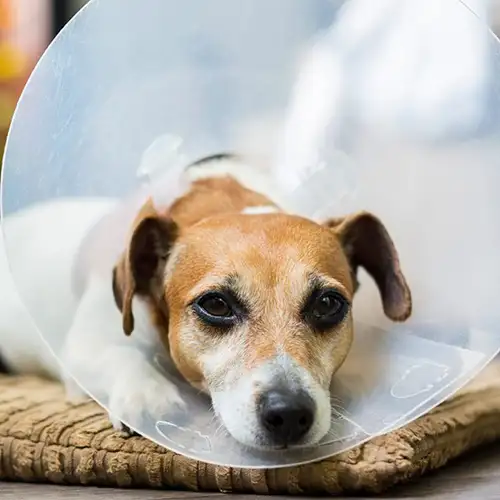 Emergency Vet Care