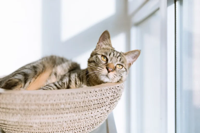Cat with gray fur laying in a cattio
