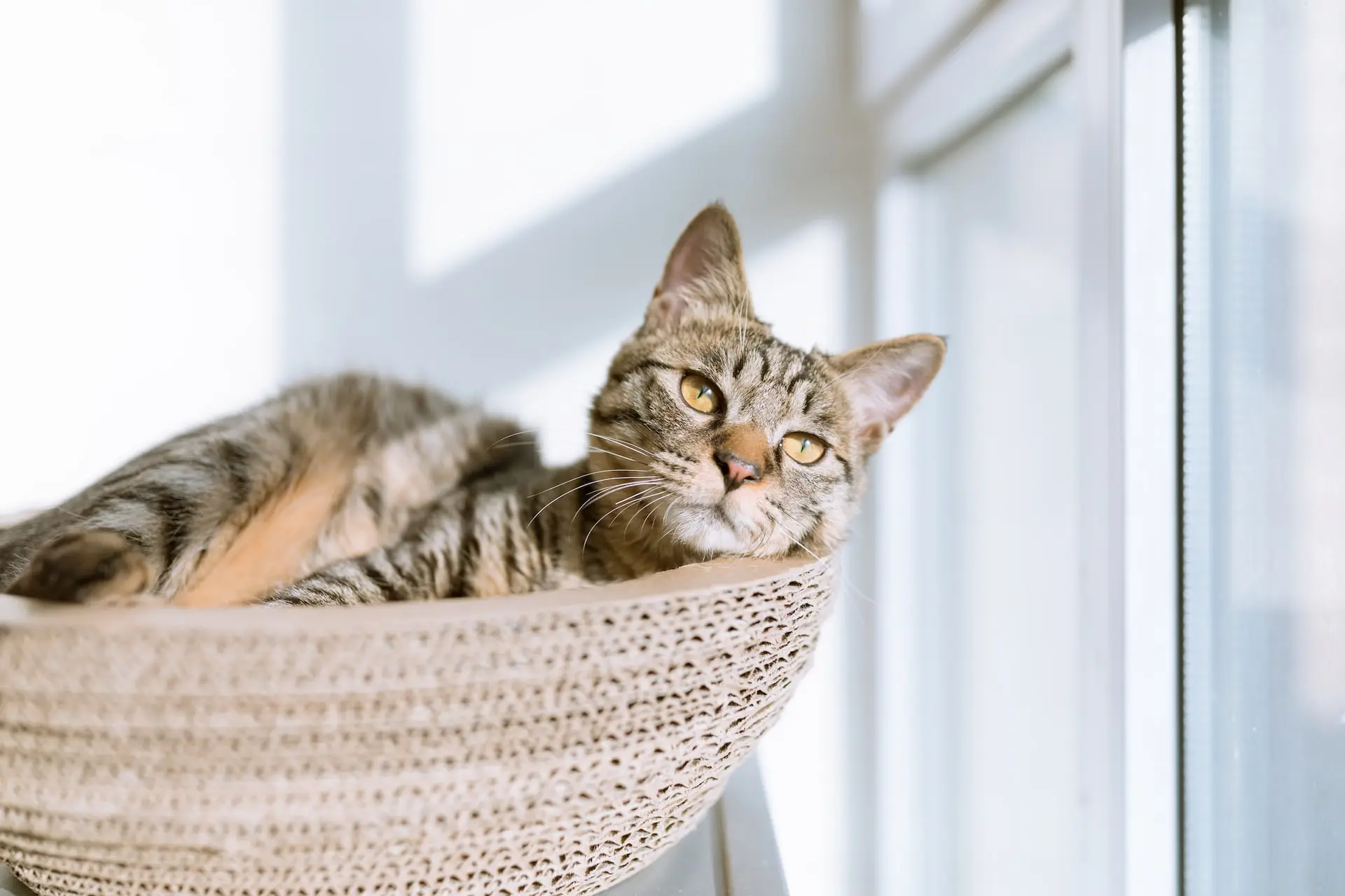 Cat with gray fur laying in a cattio