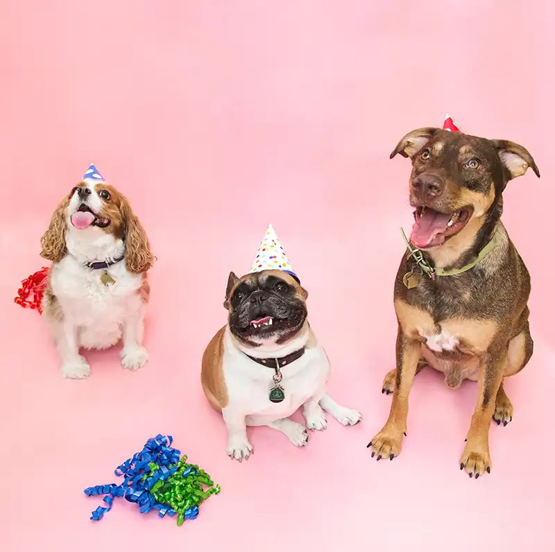 Three dogs wearing birthday hats looking up at the camera.