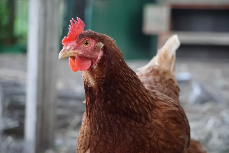 Chicken with brown feathers