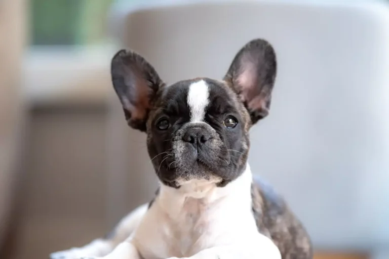 French bulldog with white fur and black on face and ears