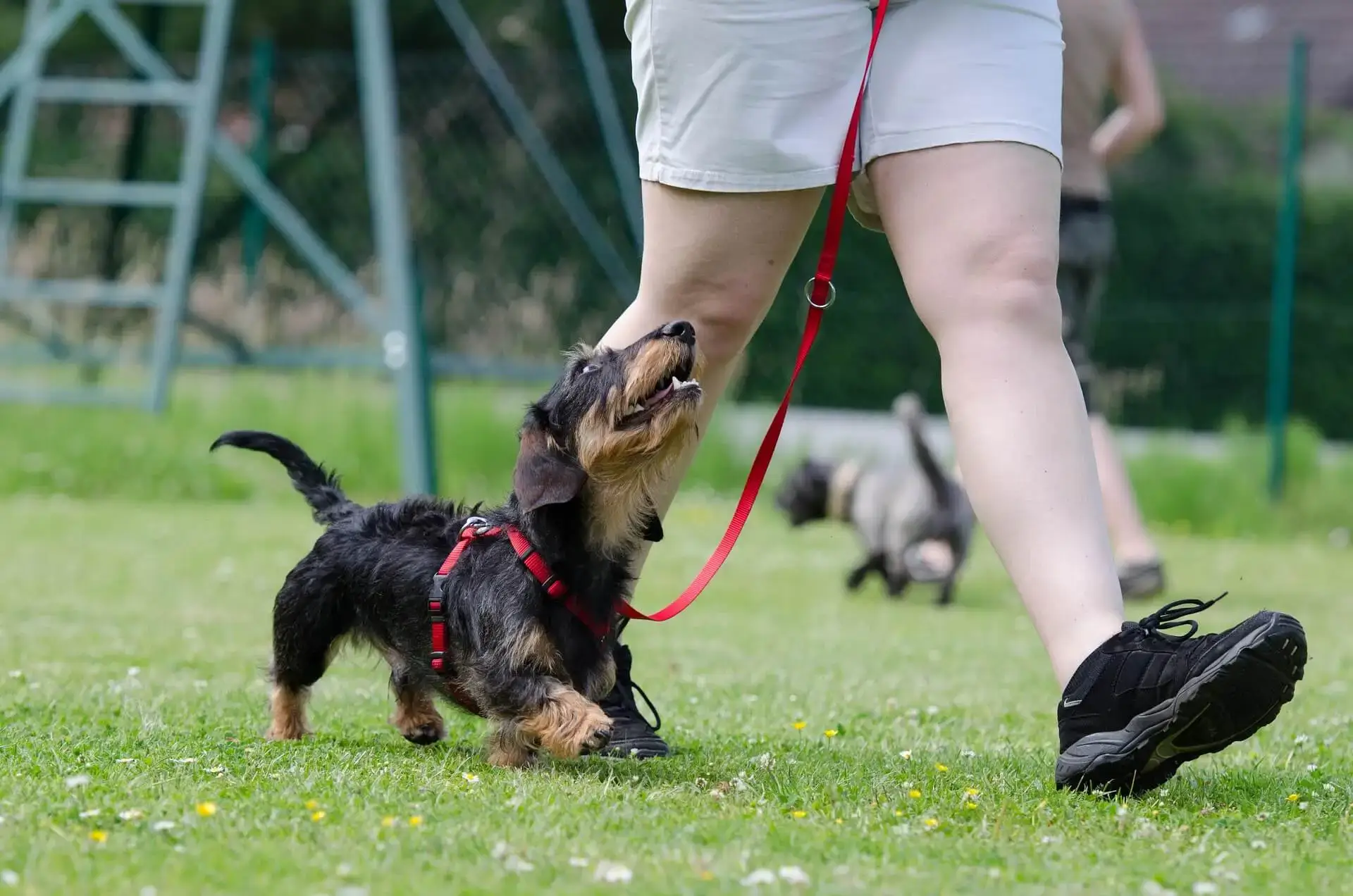 Dog with black and brown fur looking up while being walked on a red leash