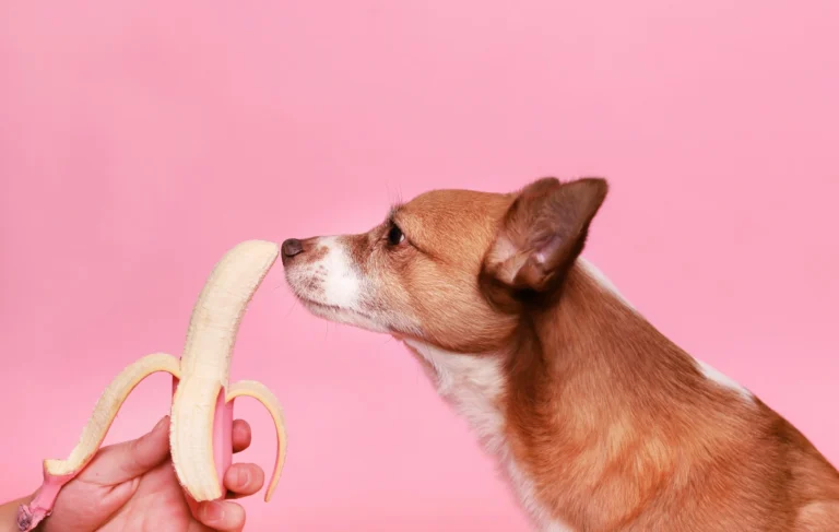 A brown dog sniffing a peeled banana held by a person's hand against a pink background.
