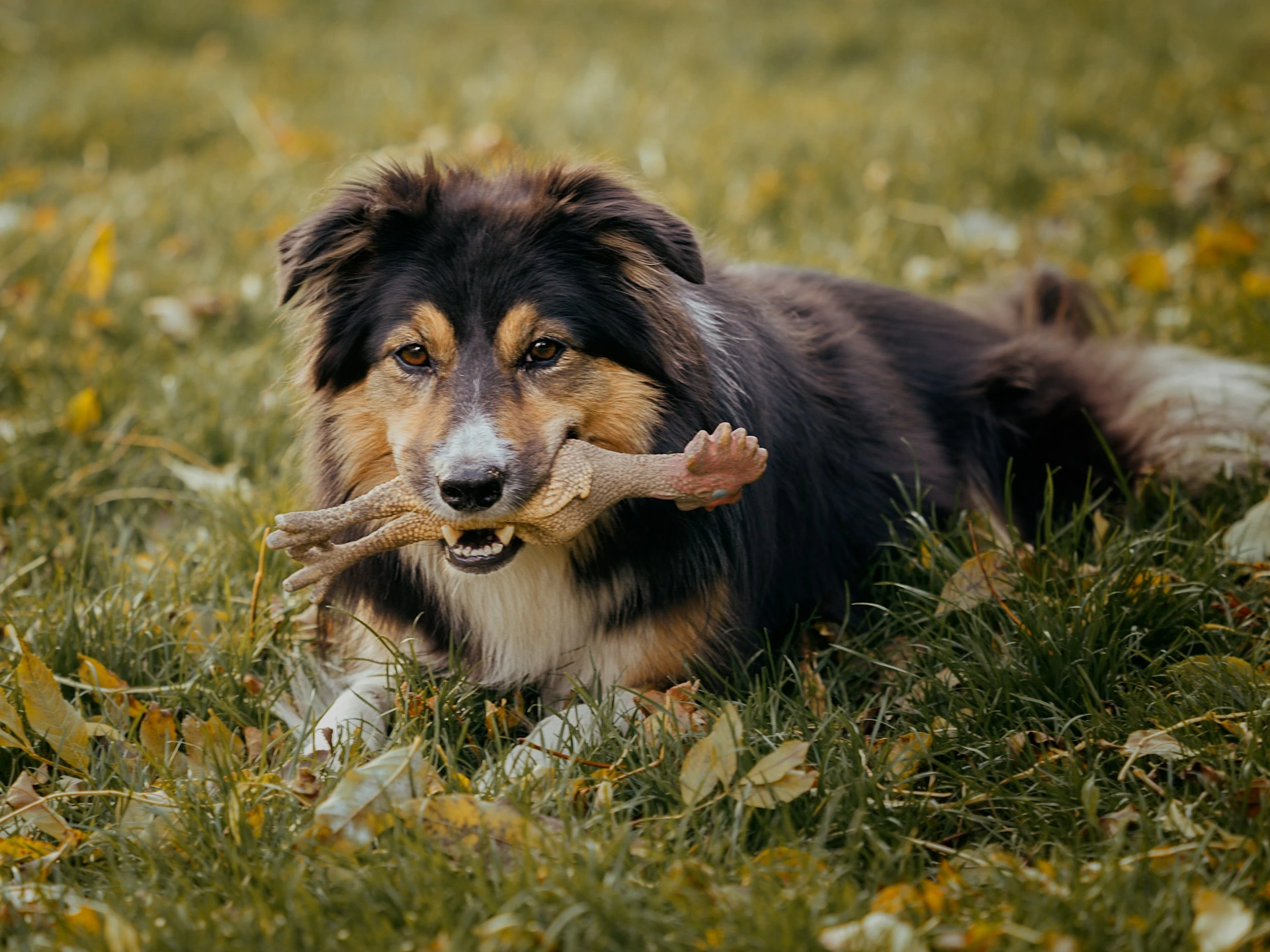 A tricolor Australian Shepherd lies in the grass with a rubber chicken toy in its mouth.