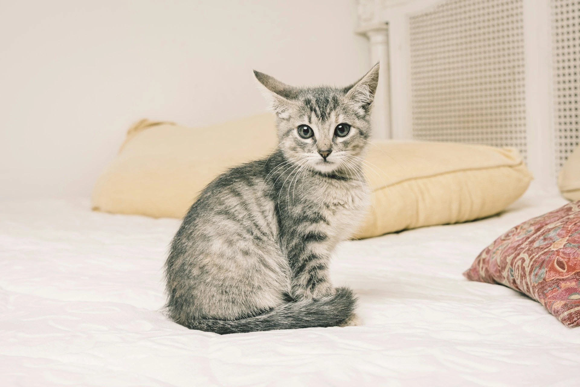 A tabby kitten sits on a white bed.