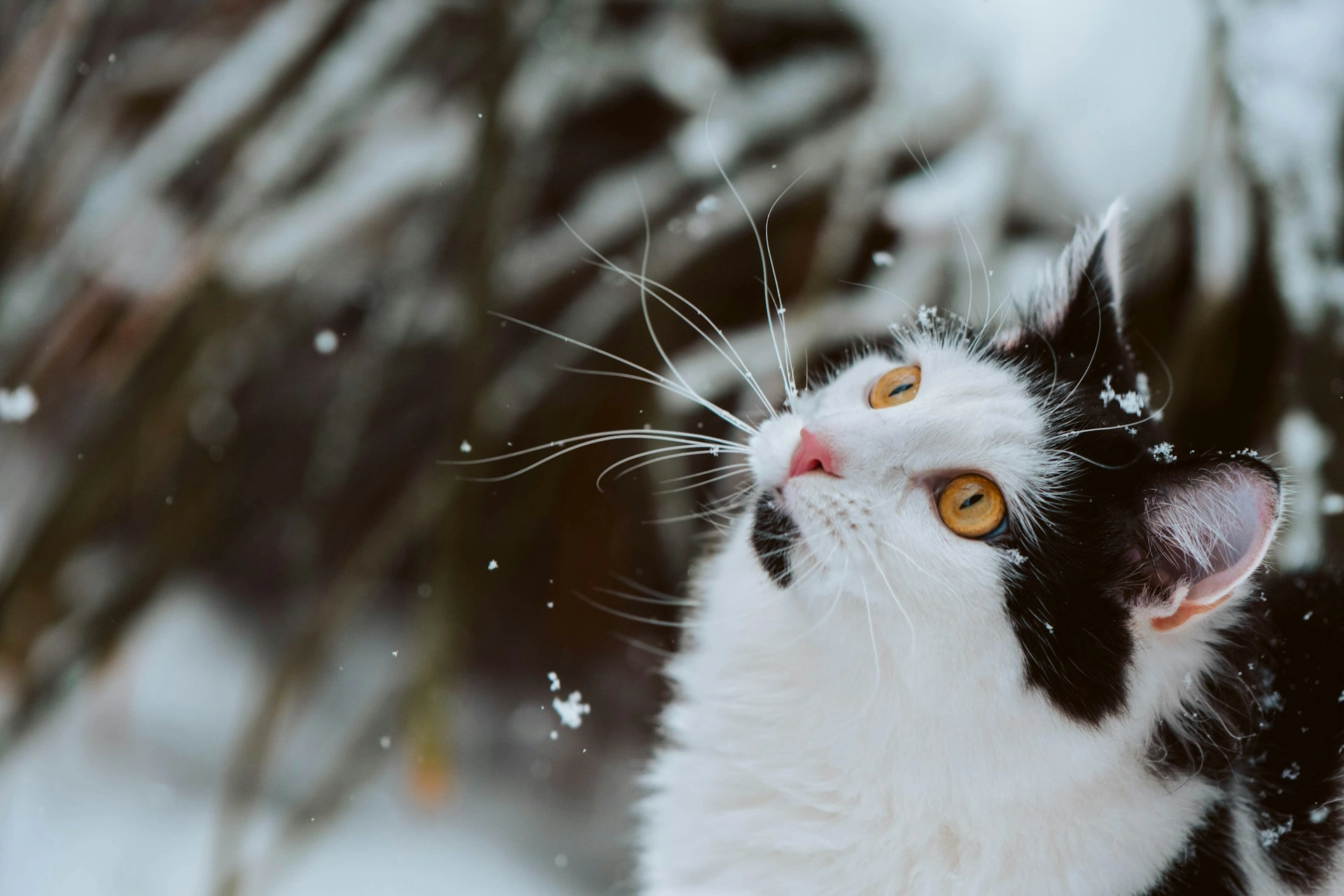 A white and black cat in a wintery outdoor setting.
