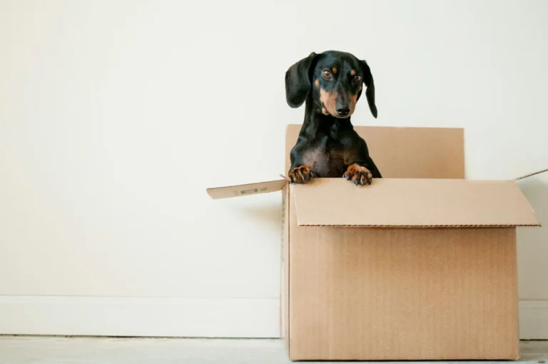 A black and tan Dachshund peeks out from a large, open cardboard box against a plain white wall.