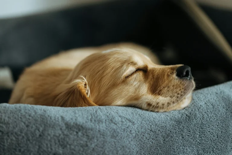 A golden retriever puppy sleeping on a grey pet bed.