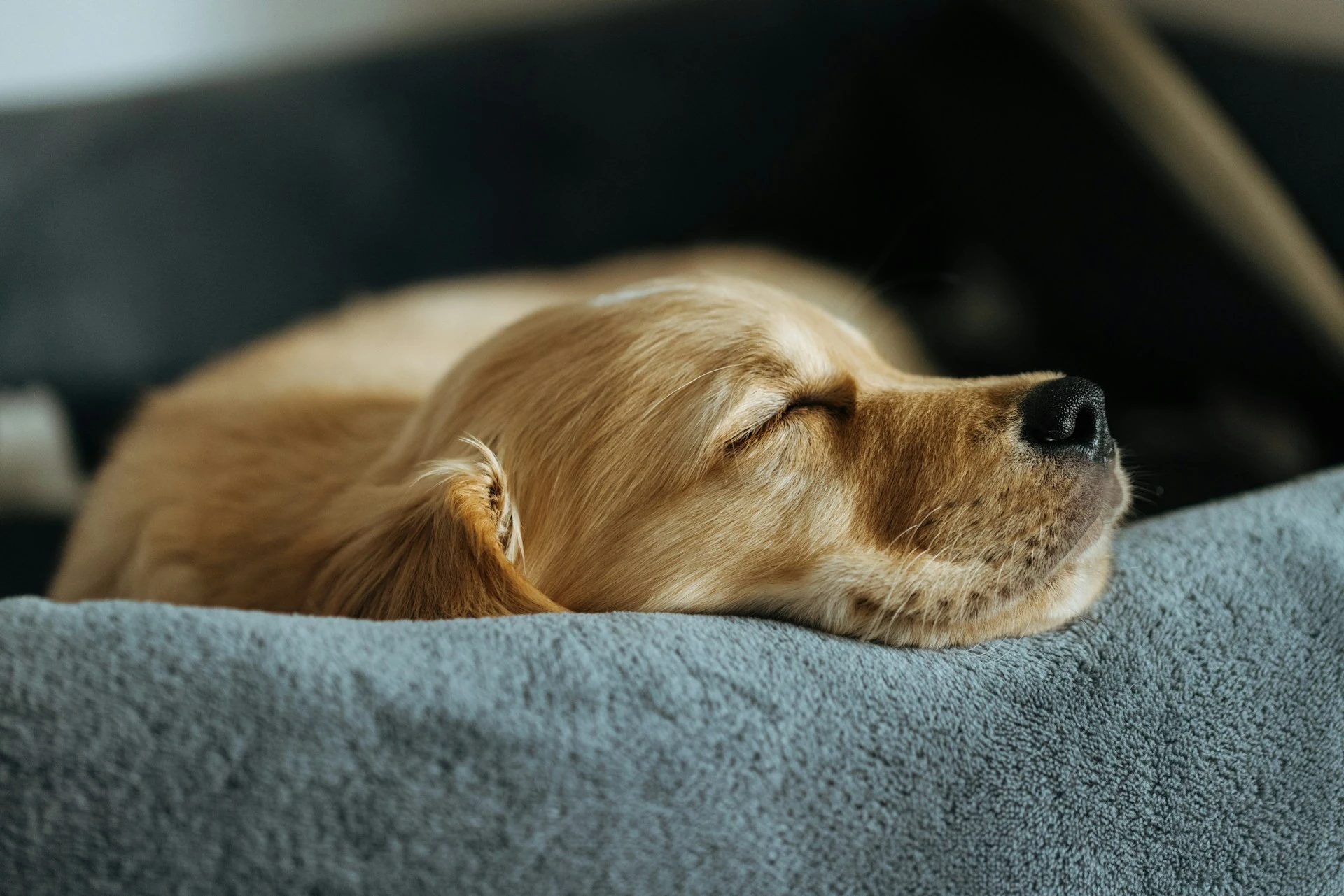 A golden retriever puppy sleeping on a grey pet bed.