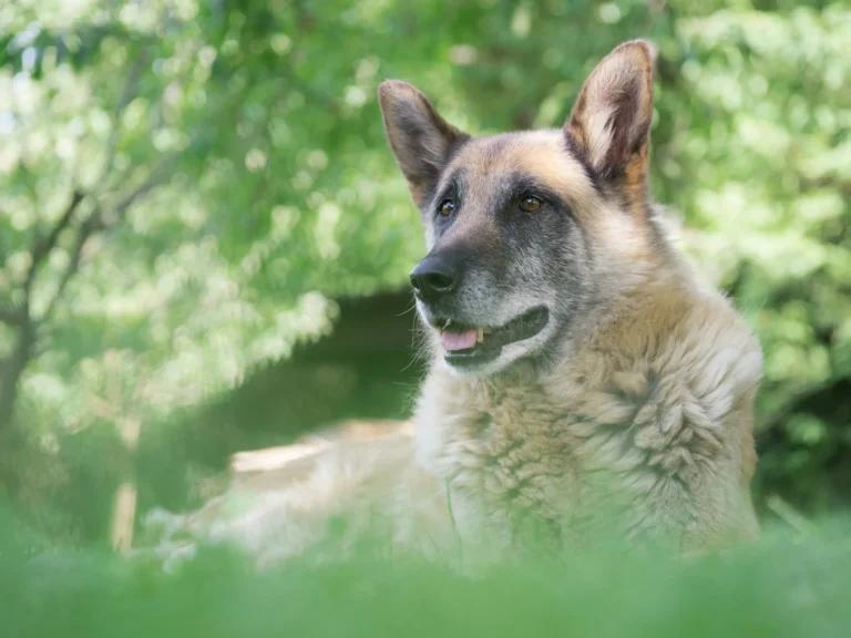 A German Shepherd in lush green grass with a blurred background of sunlit trees.