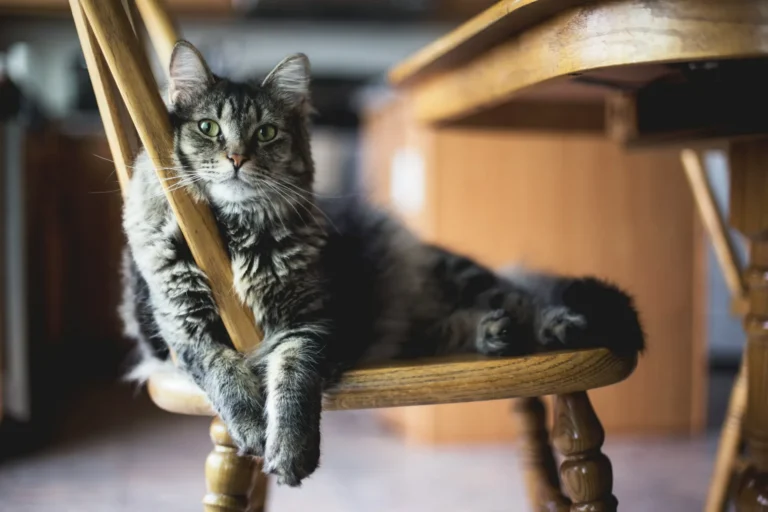 A grey tabby cat lounges on a wooden chair.