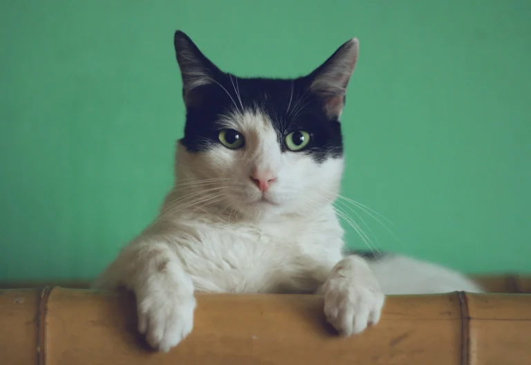 A rests its front paws on a bamboo railing against a solid green background.