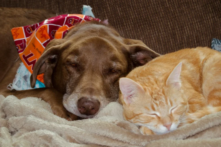 A brown dog and an orange tabby cat sleep side-by-side on a beige blanket.
