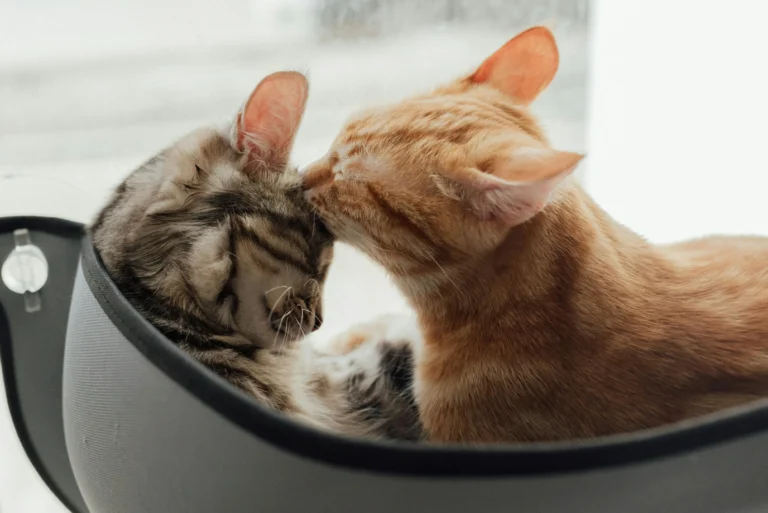 An orange tabby kitten licks the forehead of another tabby kitten.