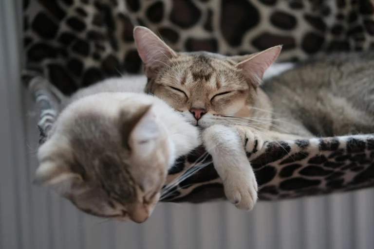 Two tabby cats sleep together in a leopard-print hammock.