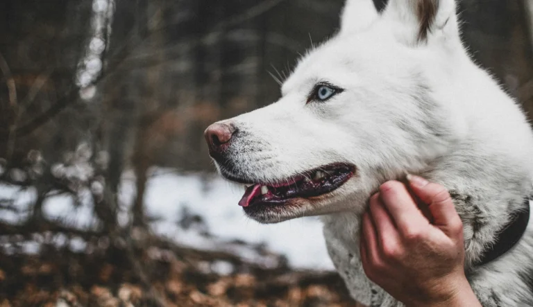 A white husky looking forward as a person scratches its chin in a wooded, wintery setting.