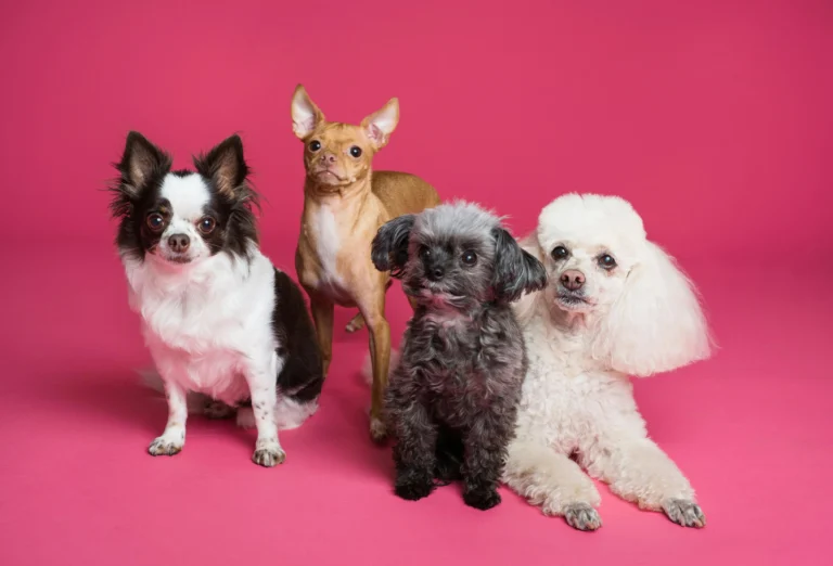 Four small dogs stand together against a solid, vibrant pink background.