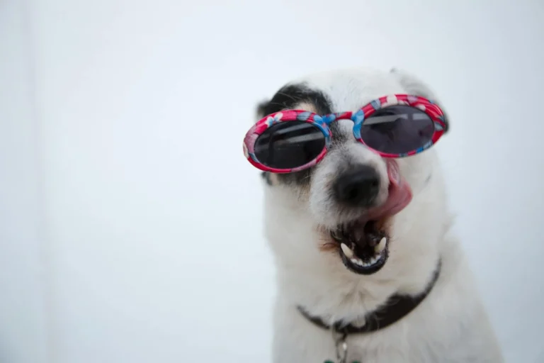A white dog licking its nose against a white background.