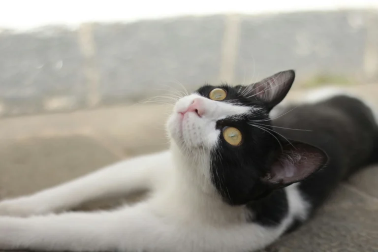 A cat lying on a stone surface and looking upward.