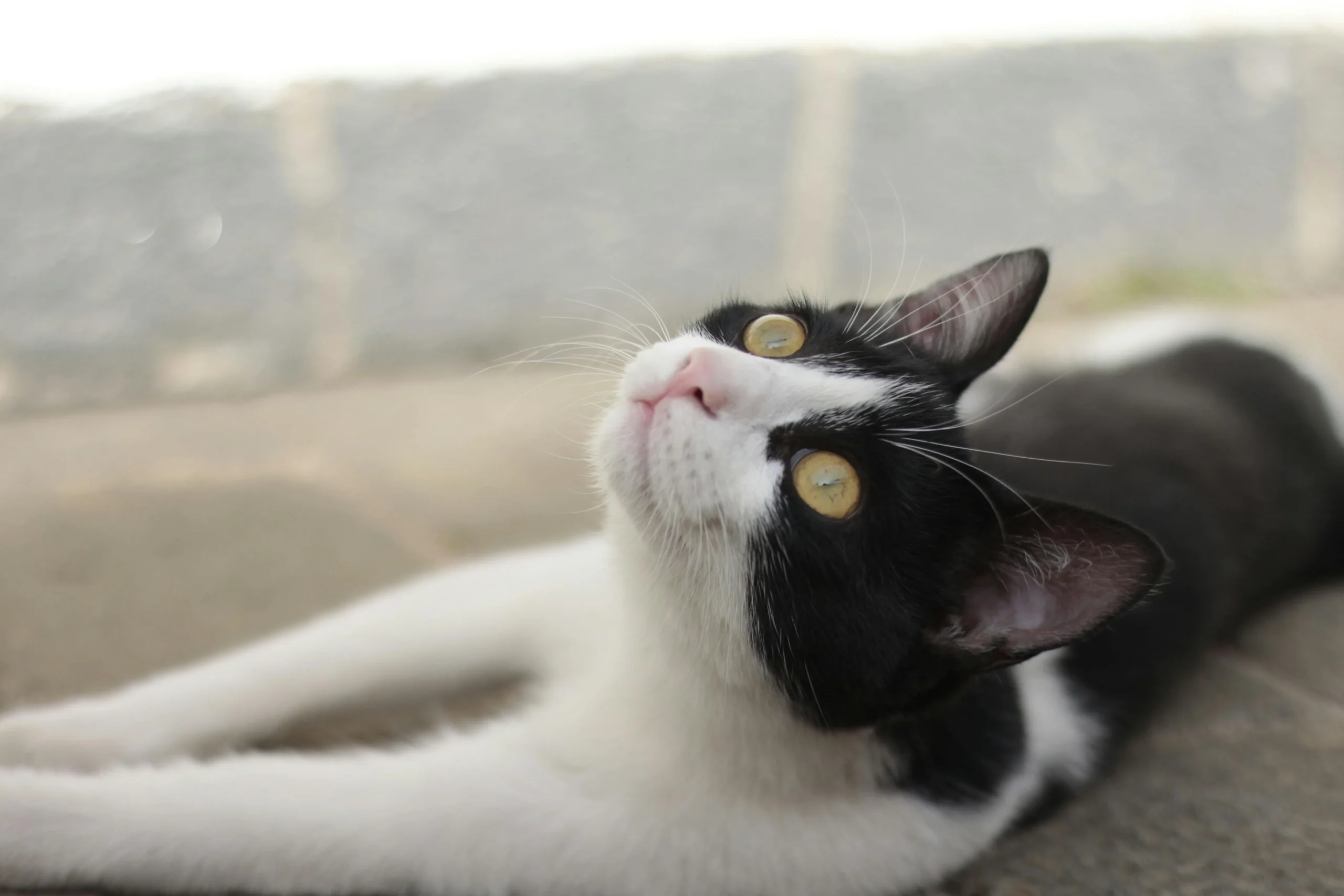 A cat lying on a stone surface and looking upward.