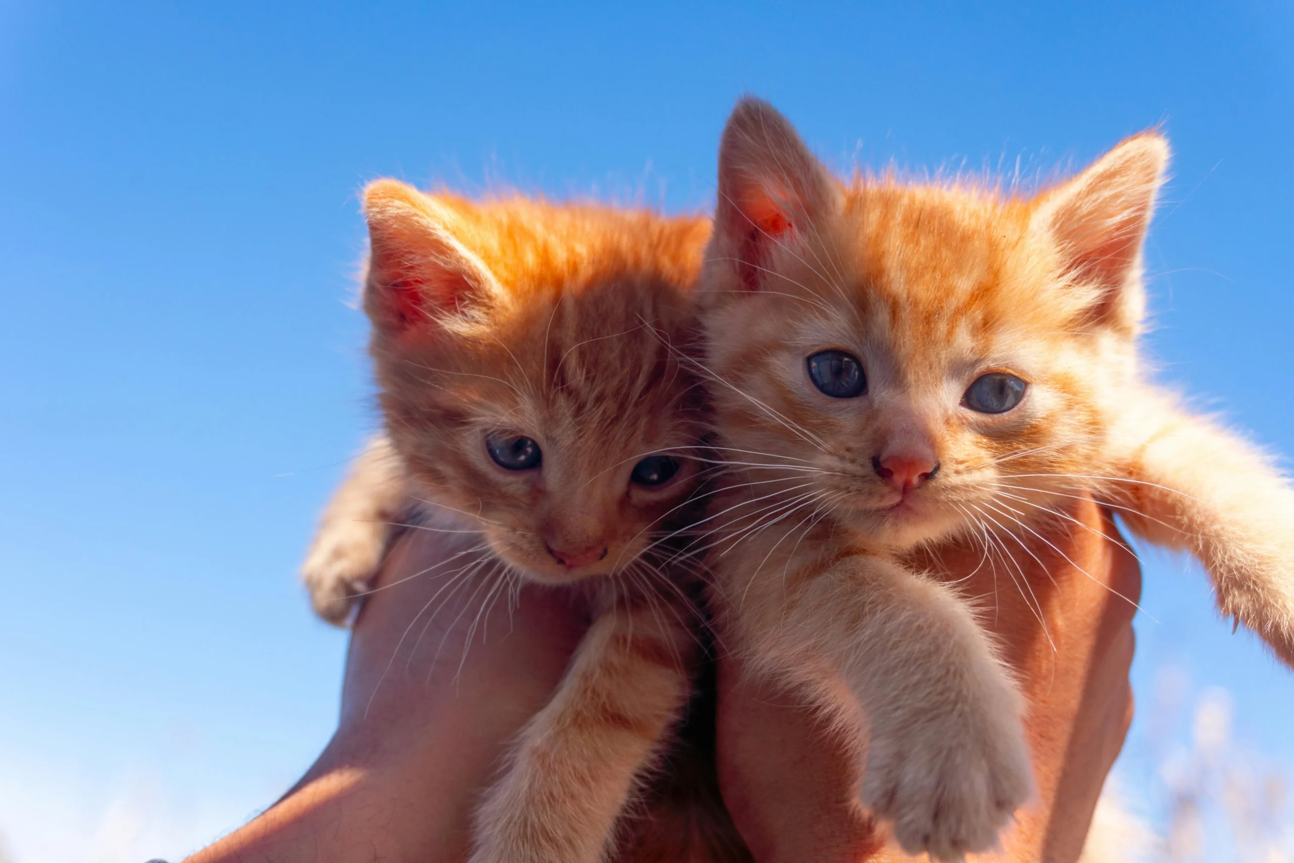 Two small orange kittens are being held up by a against a clear, bright blue sky.
