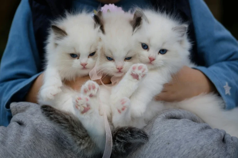 Three white kittens are held together in a person's lap.