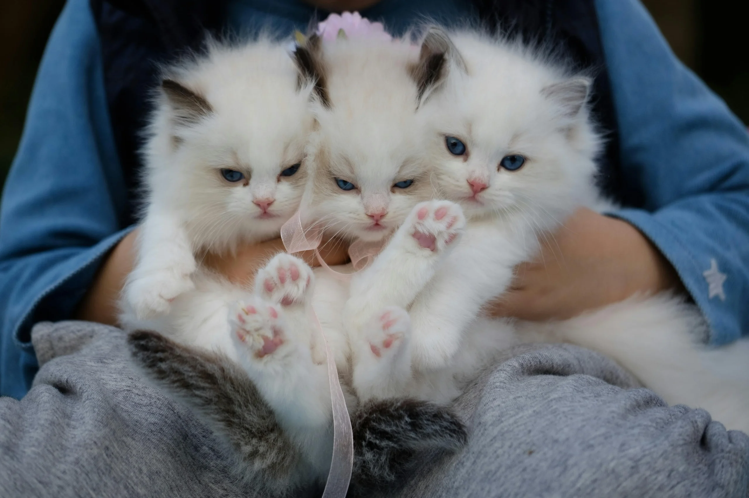 Three white kittens are held together in a person's lap.
