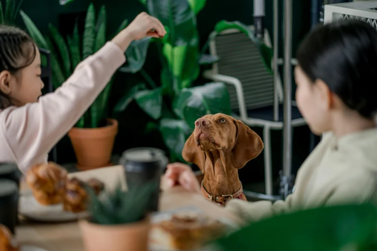 A brown dog sitting at a table between two people, looking up at a hand holding a small treat.