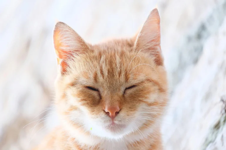 A tabby cat with its eyes closed and its face tilted slightly upward.