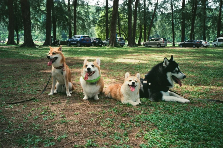 Four dogs sit and lie on a grassy patch in a park.